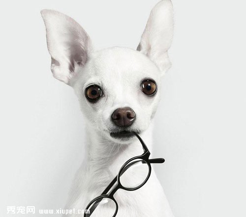 如何解决吉娃娃消化不良的问题