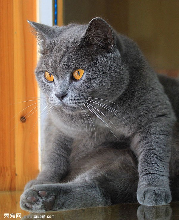 ��Ӣ��ͼƬ������Ӣ����ëè��