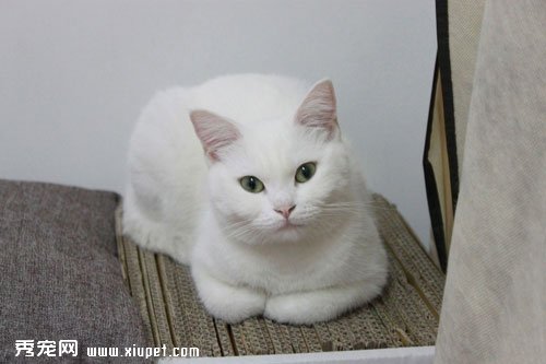 Ӣ����βè���ճ�ѵ����ʽ�뷽��