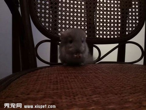 ����è�㡿��è������
