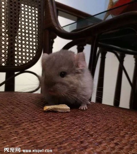 ����è�㡿��è������