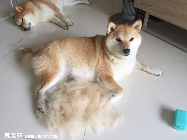 ��ֻ��Ȯ���ձ���ȮͼƬ