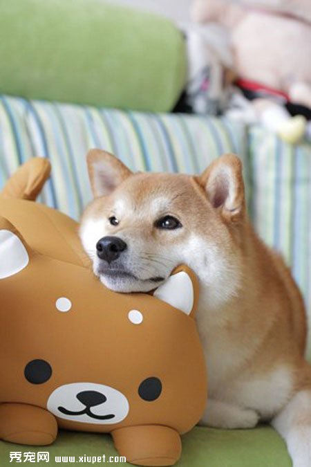 ��ֻ��Ȯ���ձ���ȮͼƬ
