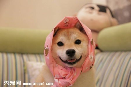 ��ֻ��Ȯ���ձ���ȮͼƬ