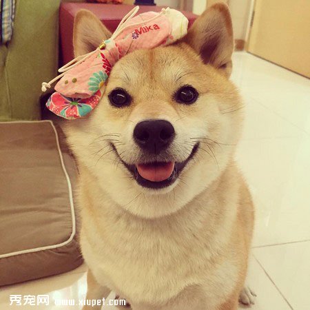 ��ֻ��Ȯ���ձ���ȮͼƬ