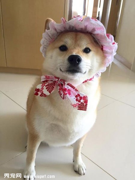 ��ֻ��Ȯ���ձ���ȮͼƬ