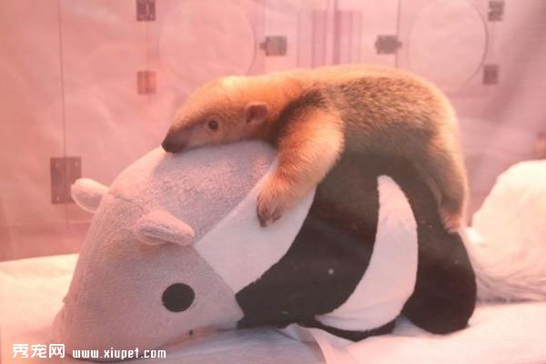 ��ʳ����ͼƬ��ʳ���ޱ���ĸ��������������