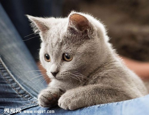 ��θ�è��ȡһ������Ӣ������