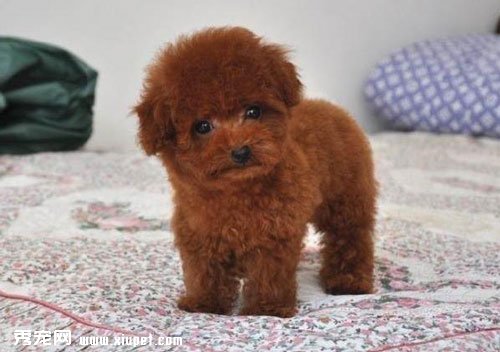 ѡ�����ؼ�|ѡ�񽡿�����̩�ϵľŴ�ע������
