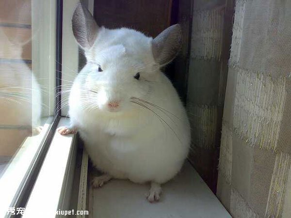����èͼƬ�����İ׵ܵ�