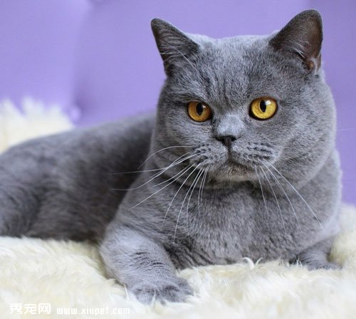 ���ѵ��Ӣ����βè����Ͱ�ϲ�����