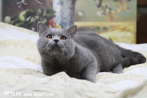 ѡ��õ�è����������Щ��