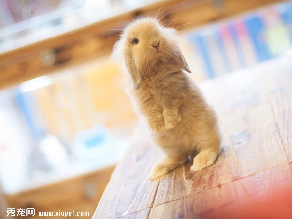 ��Ӣ��������ͼƬ������������С��