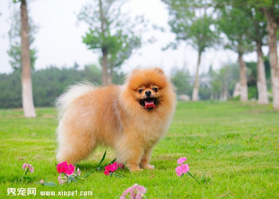 ��ֹ����Ȯ��İ��������ܵ��������