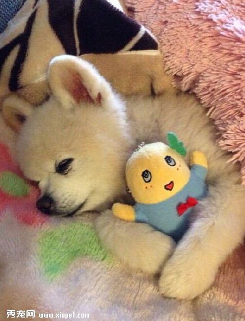 ˧�����ɵĿ��鹷��