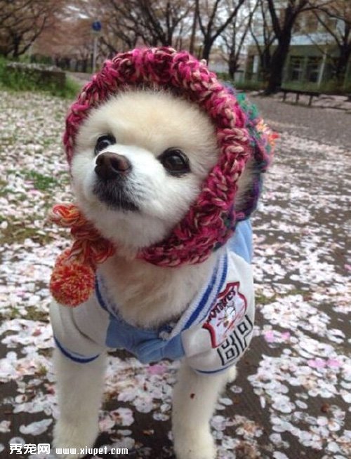 ˧�����ɵĿ��鹷��