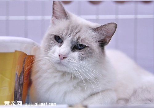 ���Ϊ��żèѡ����ʵ�è����