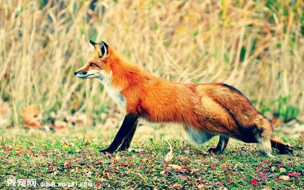 ������ͼƬ�����������Ͳݺ�ͼƬ