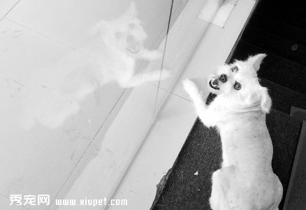����Ȯһֱ���ڰ��l���T�ⲻ��xȥ��