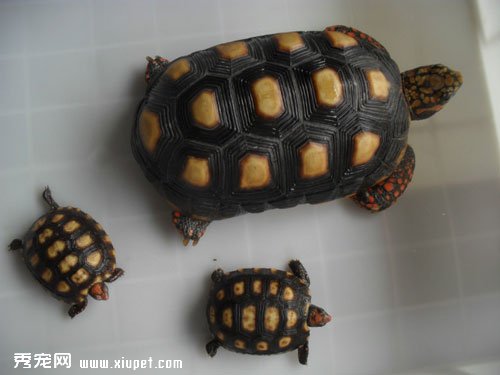 ����½��Ļ���������Ҫ��