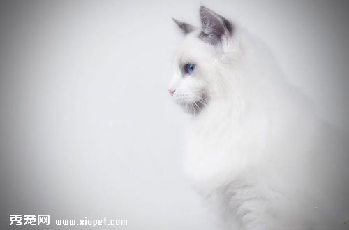 ��żè�ճ������Ʒѡ��