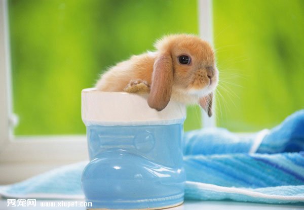��Ӣ�����㴹����ͼƬ���豭��Ӣ�����㴹����