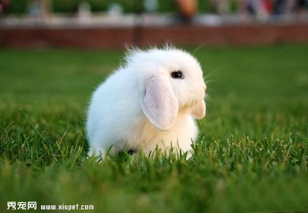 ��Ӣ�����㴹����ͼƬ���豭��Ӣ�����㴹����