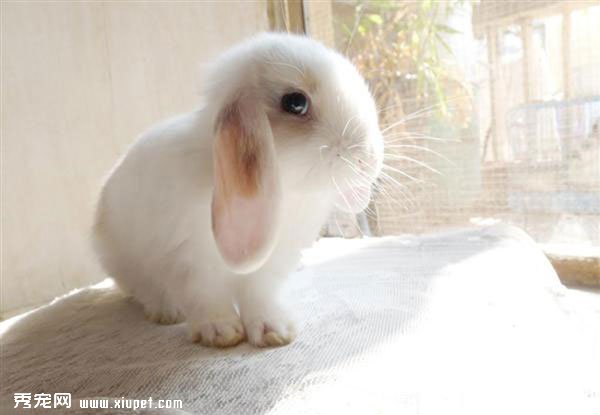 ��Ӣ�����㴹����ͼƬ���豭��Ӣ�����㴹����