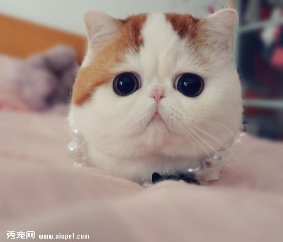 �������ëèͼƬ�������ëèͼƬ��ȫ