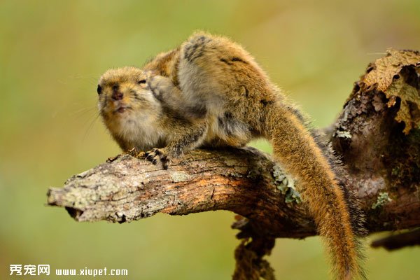 ������ͼƬ������Ұ�׵�����