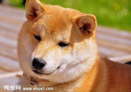 �����ѡһֻ����������Ȯ