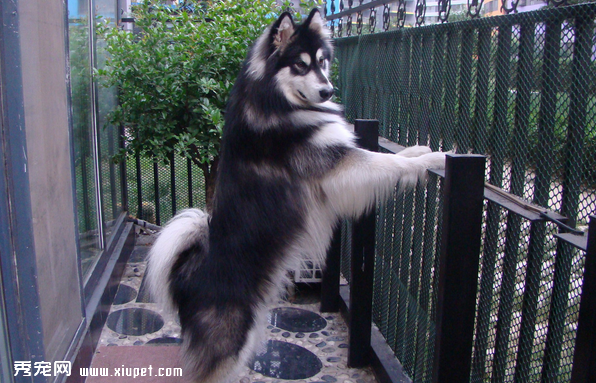 ѵ������˹��ѩ��Ȯ���¡�������ѵ��