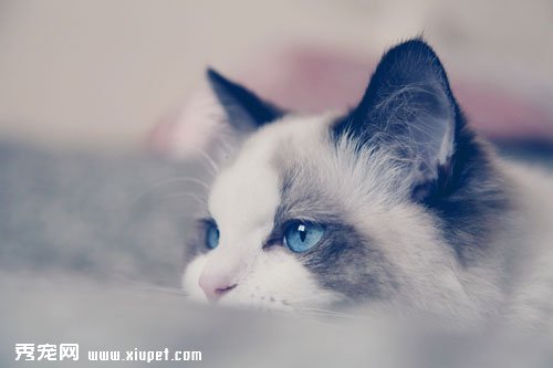 ��żè������������ӳ���