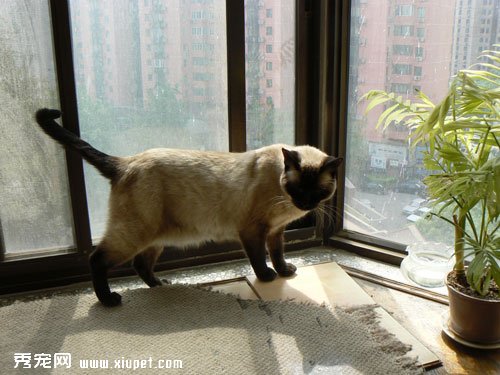���Ϊ����è�޼�ָ�׼�ϴ�裿