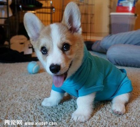 ��Ӣ���о����ﹷ���ڼ�ͥ�����Ҫ�Գ�������|����ĸ