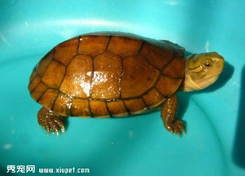 ������ѡƷ�����ʵĽ�Ǯ�ꣿ