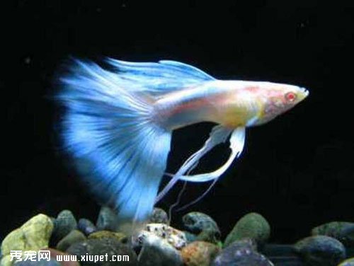 ��ȸ������ǰ����������Щ��