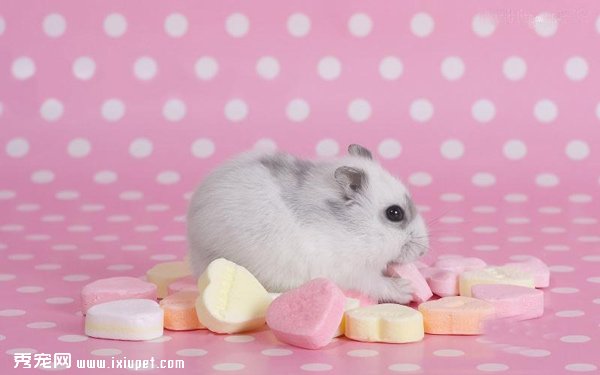 �ɰ��ĳ������ͼƬ