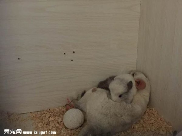 �������Ƥ�ϵ���è����