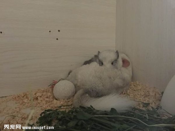 �������Ƥ�ϵ���è����