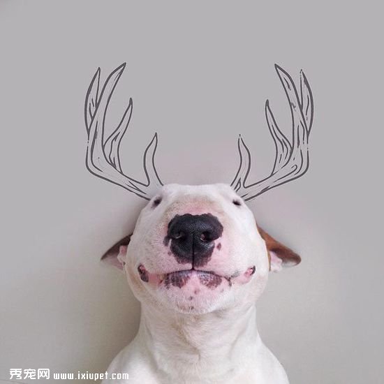 ������ӵĳ��ﹷ��ţ���Ͱ�ǽͿѻ��������