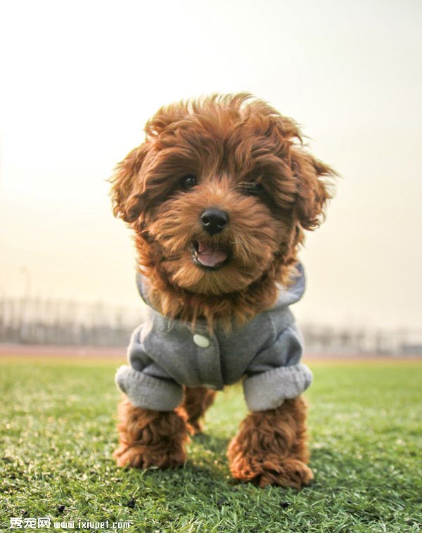 ��̩������ͼƬ�������˶�װ��С̩��