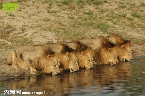 ��ʨ������Ϸǲ�ԭ ����ɱ������100ֻʨ��