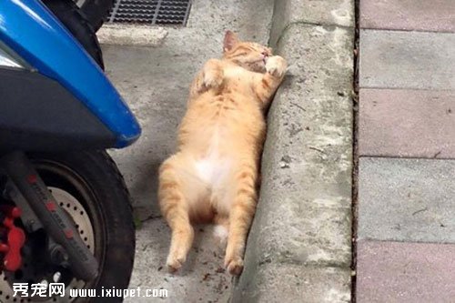 ����è����˯·�� ����������ƶԴ�����è�ĳɹ�