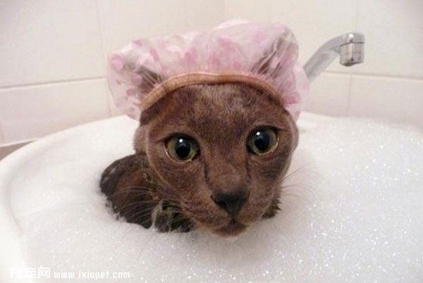 ��èèͼƬ��è���˵������ԡ��
