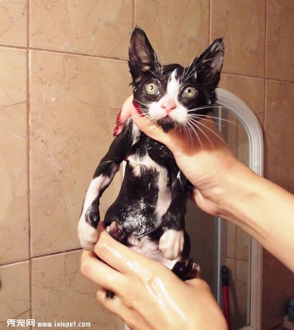 ��èèͼƬ��è���˵������ԡ��