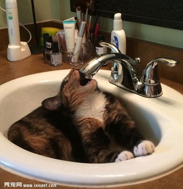 ��èèͼƬ��è���˵������ԡ��