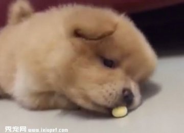 ������ʨȮ�Ը�С��ͷ���Ц����