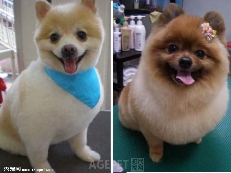 AGEPET�����еļ�ͷ�������ò���һ����Ȯ