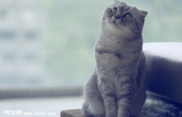 ���ո����۶�èͼƬ���ո����۶�è��ԭ��ͼ��
